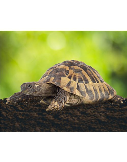 Floragard Schildkröten- und Terrariensubstrat