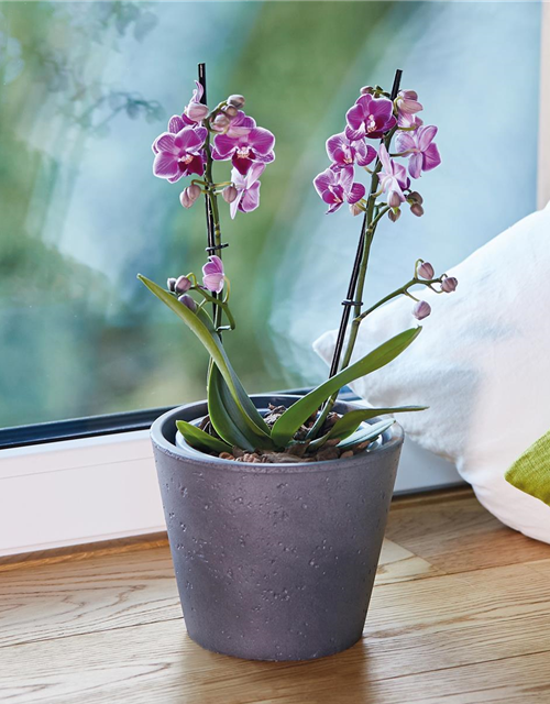 Seramis Orchideen Spezial-Substrat