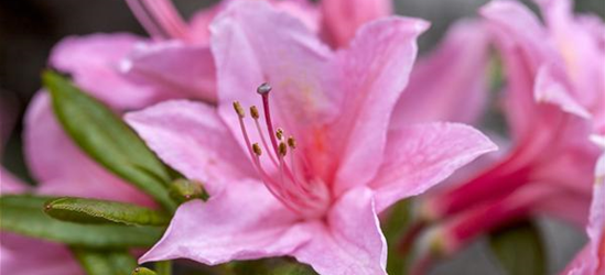 Rhododendron 'Weston´s Sparkler'