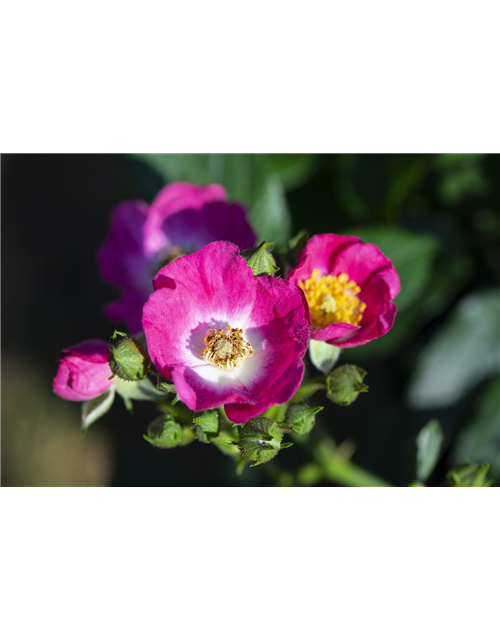 Rosa 'Rosy Boom® Mini'