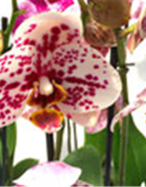 Phalaenopsis Hybride Überraschungsmix auffällig gepunktet