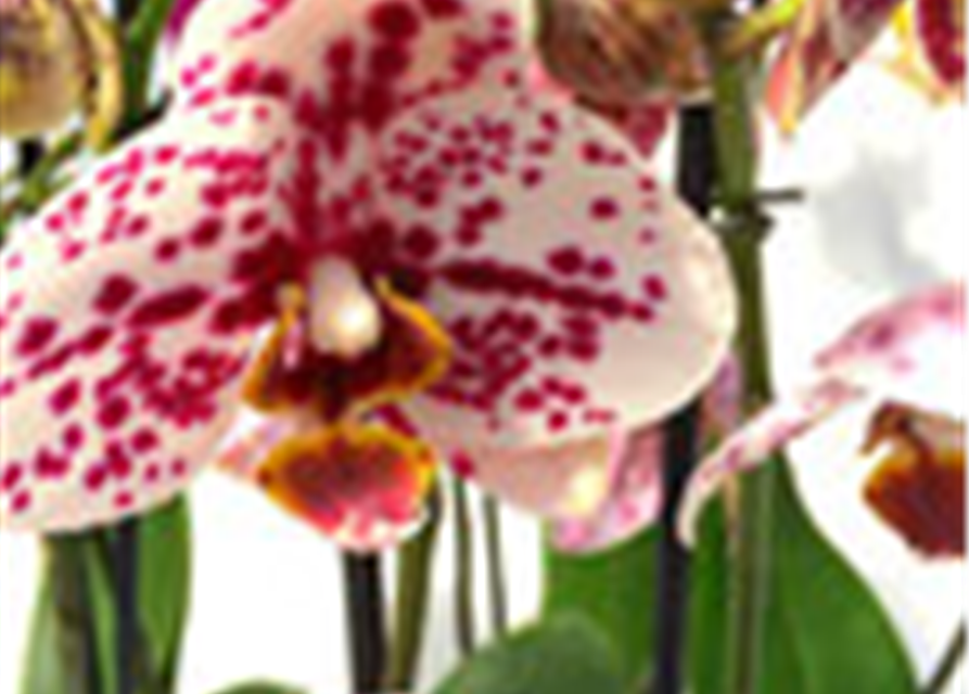 Phalaenopsis Hybride Überraschungsmix auffällig gepunktet