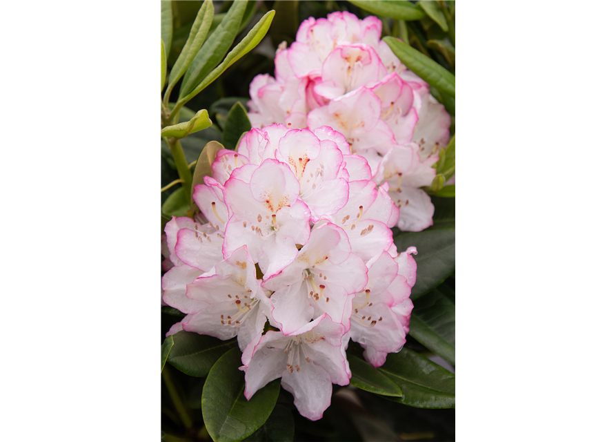 Rhododendron hybrida 'Picotee'