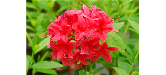 Rhododendron 'Karminduft'