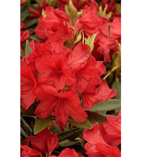 Rhododendron-Hybride 'Vulcan's Flame'