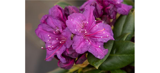Yaku-Rhododendron 'Bohlken´s Lupinenberg Laguna'®