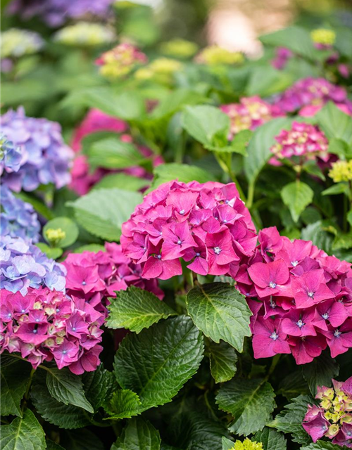 Hydrangea macrophylla 'Forever & Ever'® Red