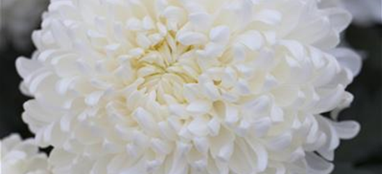 Großblumige Chrysantheme