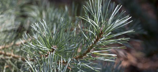 R Pinus sylvestris 'Glauca'