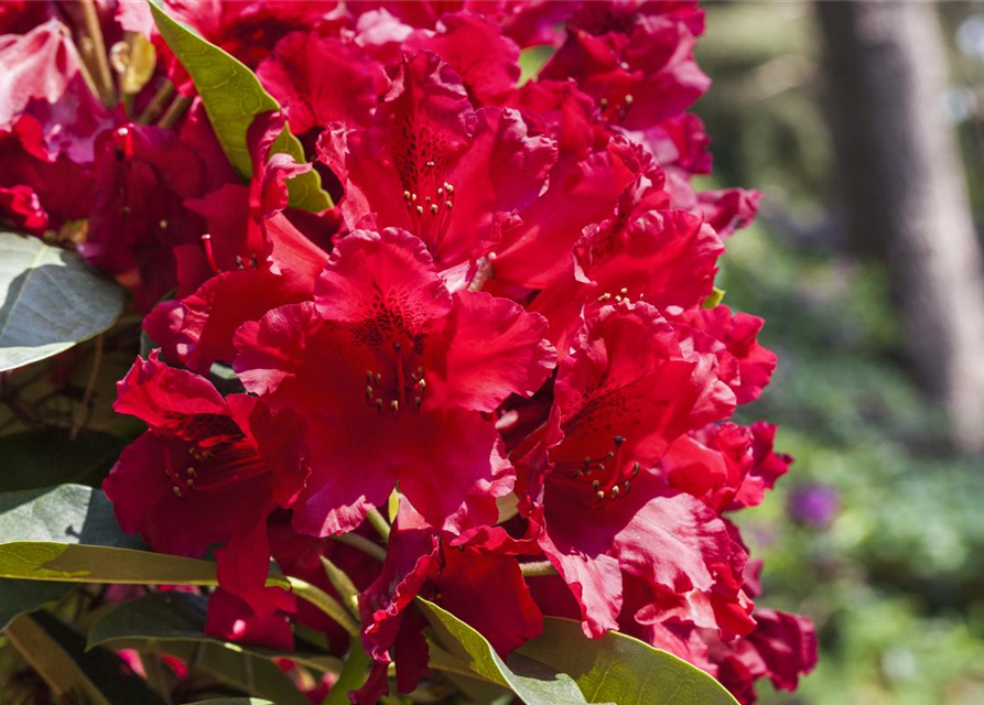 Rhododendron-Hybride 'Rabatz'®