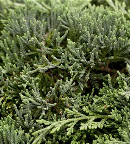 Juniperus horizontalis 'Icee Blue'®