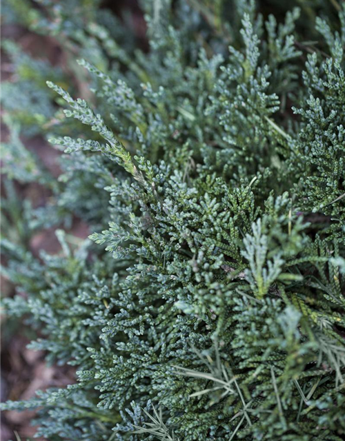 Juniperus horizontalis 'Icee Blue'®