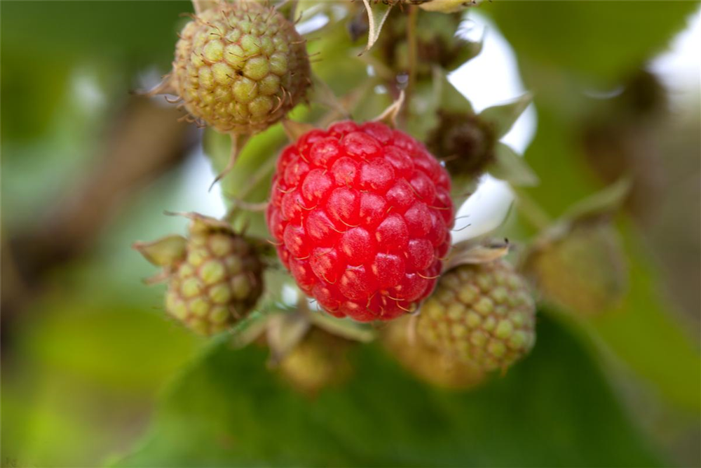 idaeus - Hobbyland Himbeere \'Willamette\', Rubus Garten \'Willamette\' & Fiedlers