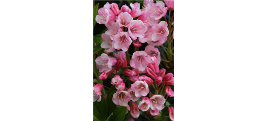 Rhododendron micranthum 'Bloombux'® magenta