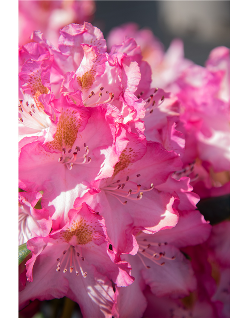 Rhododendron-Hybride 'Junifee'®