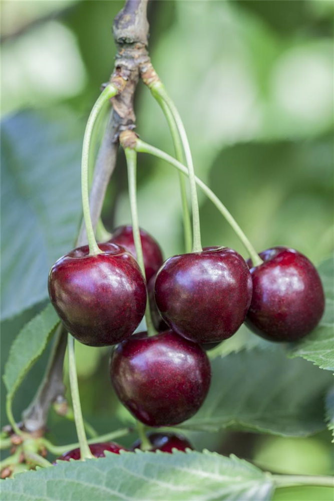 Süßkirsche \'Regina\', Prunus avium \'Regina\' Fiedlers Hobbyland - Garten 