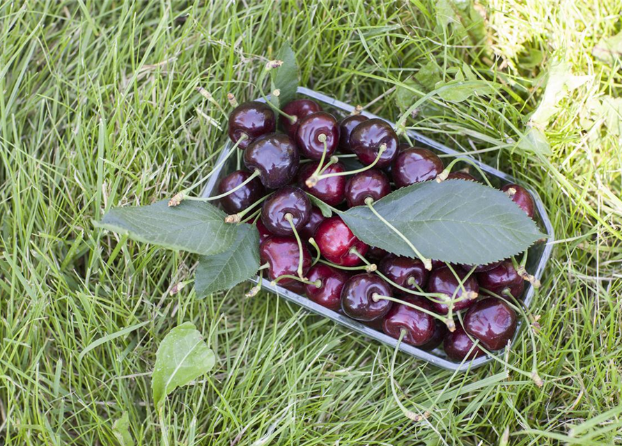 Süßkirsche \'Regina\', Prunus avium Garten - Hobbyland \'Regina\' & Fiedlers