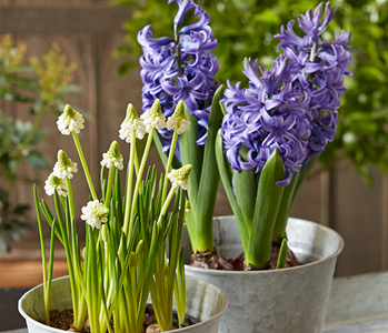 HALLO FRüHLING!