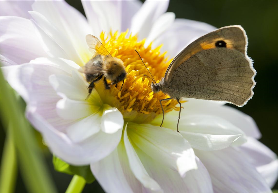 BIENEN UND SCHMETTERLINGE IM GARTEN!