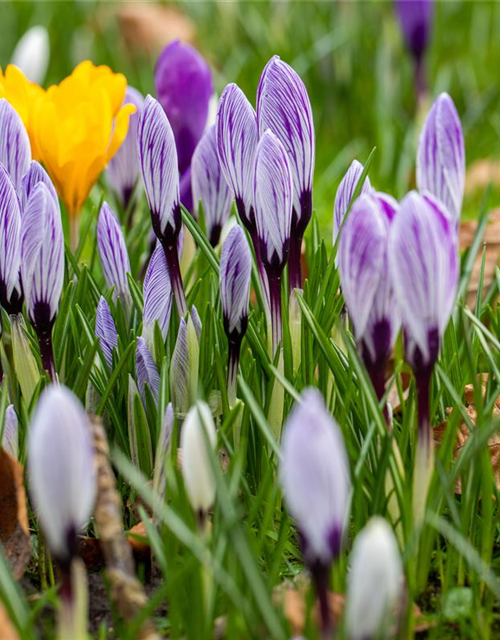 Frühlings-Krokus