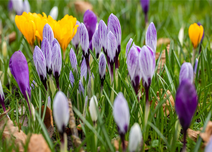 Frühlings-Krokus