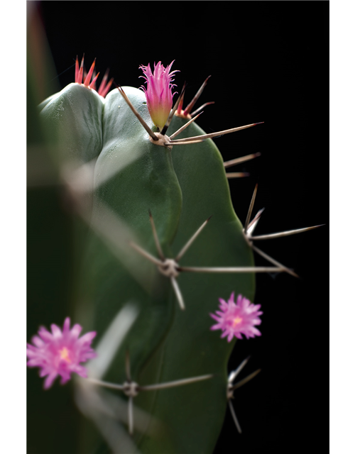 Floragard Kakteenerde