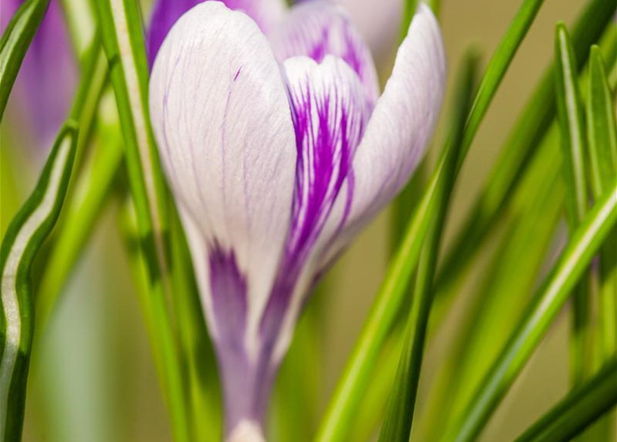 Frühlings-Krokus 'King of the Striped'