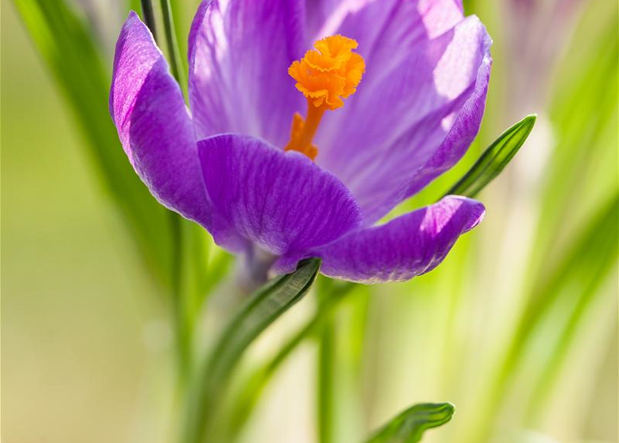 Frühlings-Krokus 'King of the Striped'