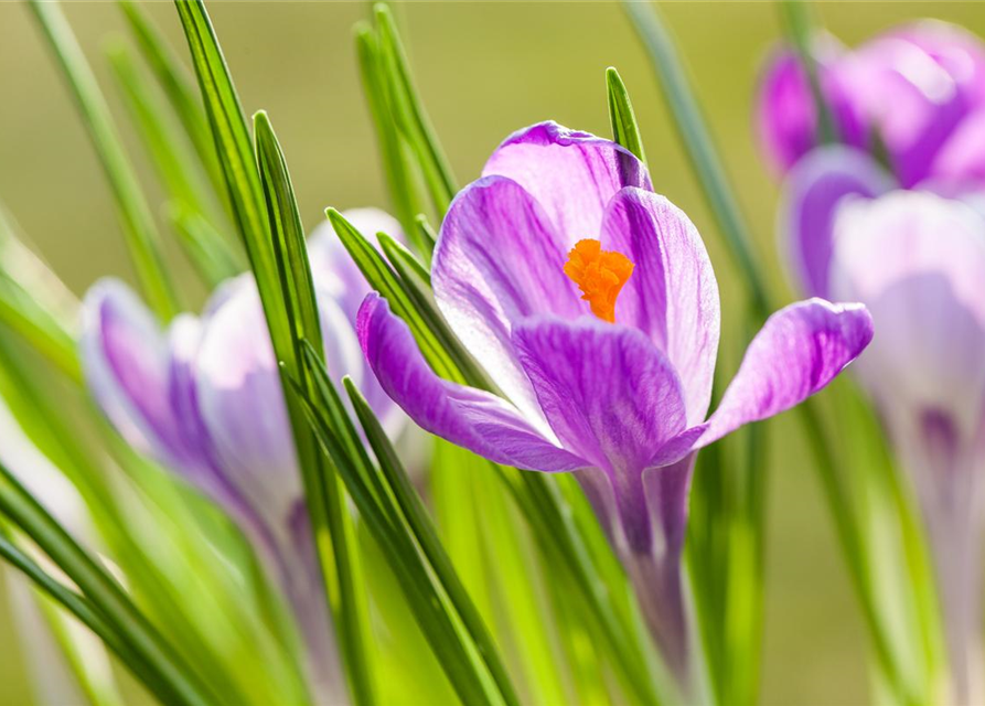 Frühlings-Krokus 'King of the Striped'