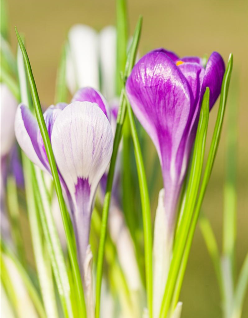 Frühlings-Krokus 'King of the Striped'