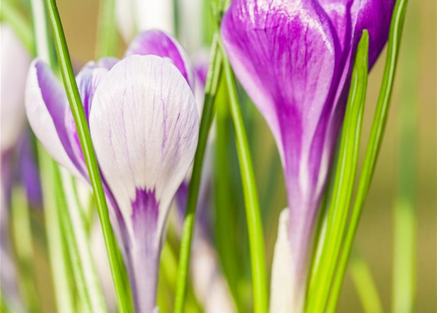 Frühlings-Krokus 'King of the Striped'