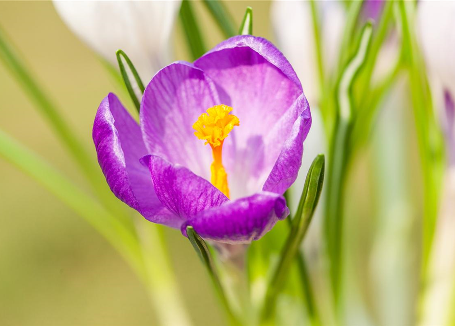 Frühlings-Krokus 'King of the Striped'