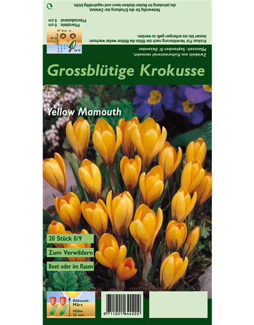 Frühlings-Krokus 'Yellow Mammoth'