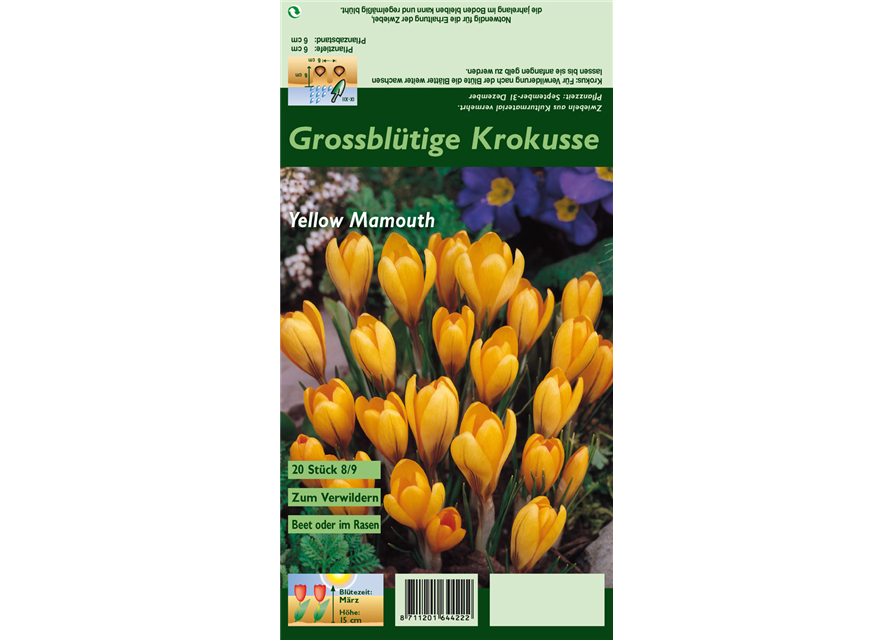 Frühlings-Krokus 'Yellow Mammoth'