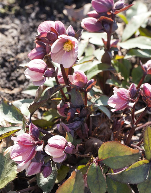 Frühlings-Schneerose 'HGC Pink Frost'®