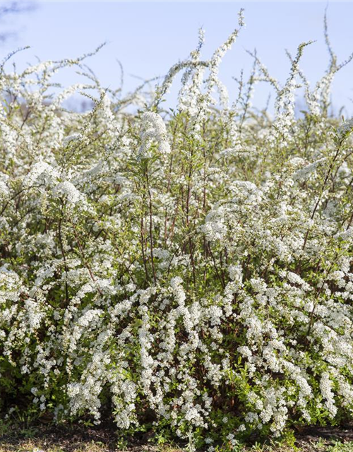 Blütengehölzhecke