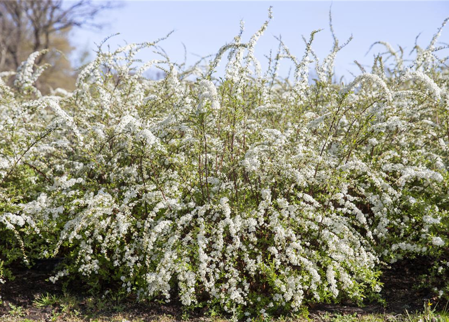 Blütengehölzhecke