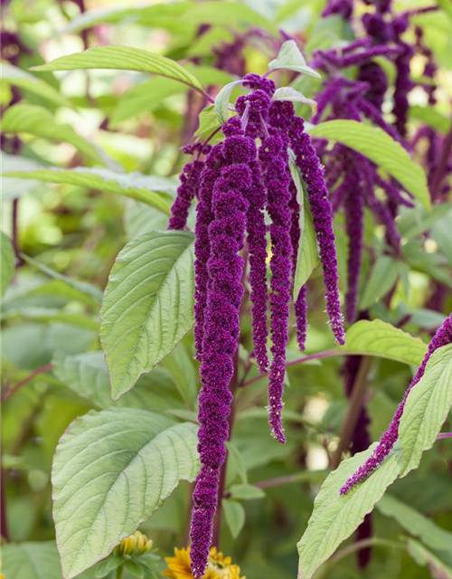 Garten-Fuchsschwanz-Samen