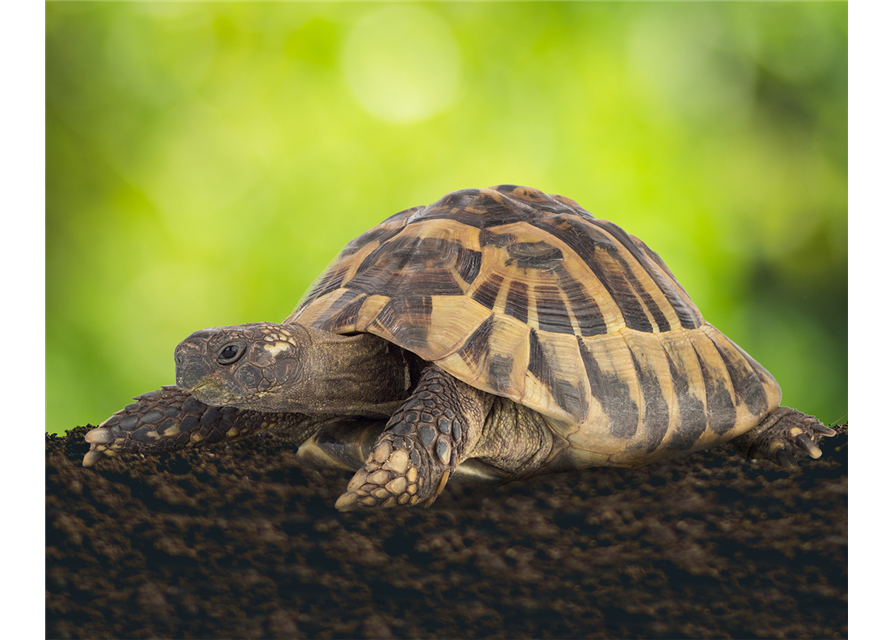 Floragard Schildkröten- und Terrariensubstrat