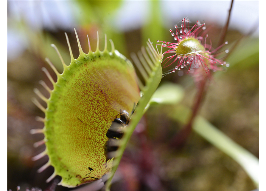 Floragard Spezialerde für fleischfressende Pflanzen