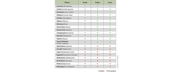 Haustierfreundliche Pflanzen.