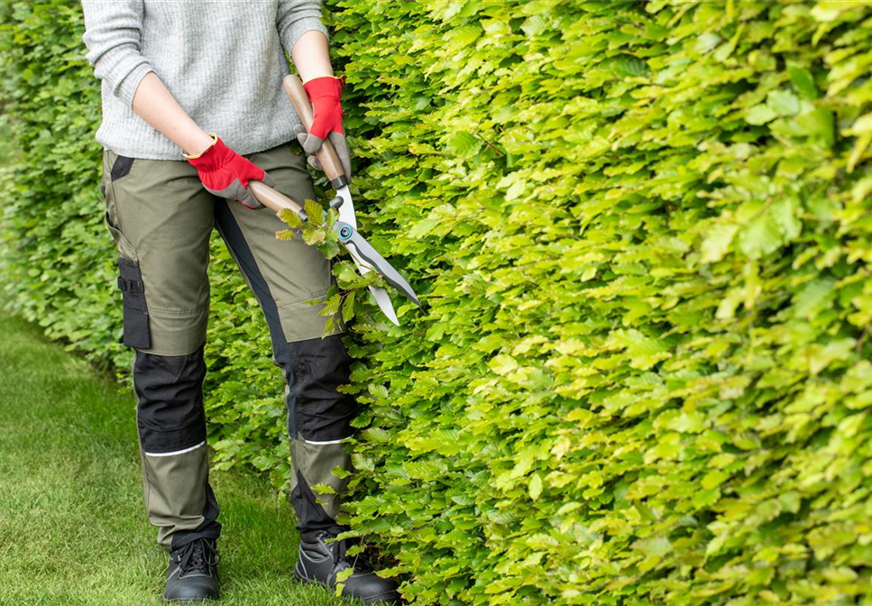 Dekorativ und praktisch zugleich: Die Hecke als Sichtschutz 