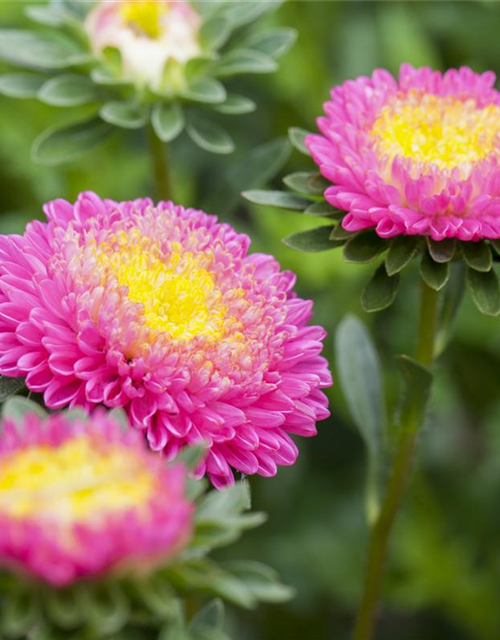 Gartenastersamen 'Pompon'