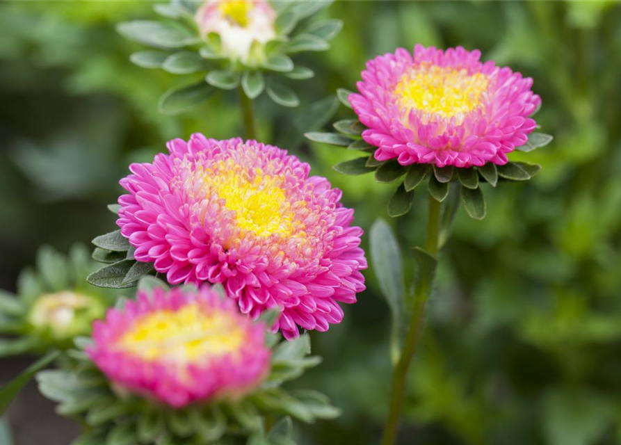 Gartenastersamen 'Pompon'