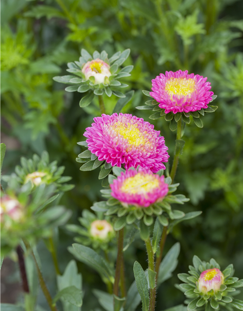 Gartenastersamen 'Pompon'