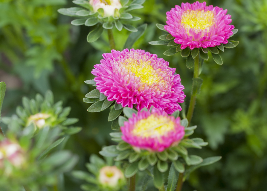 Gartenastersamen 'Pompon'