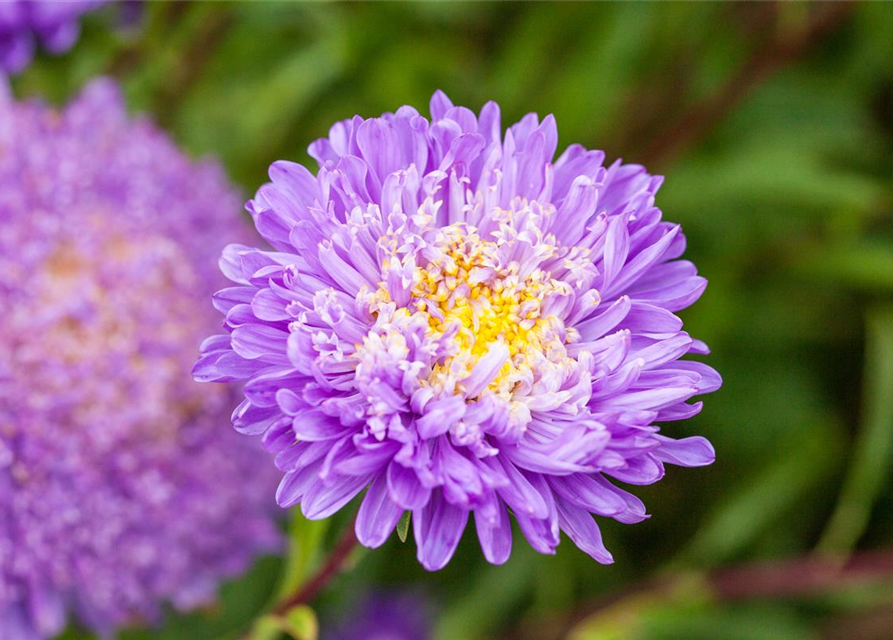 Gartenastersamen 'Pompon'