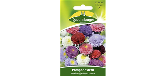 Gartenastersamen 'Pompon'