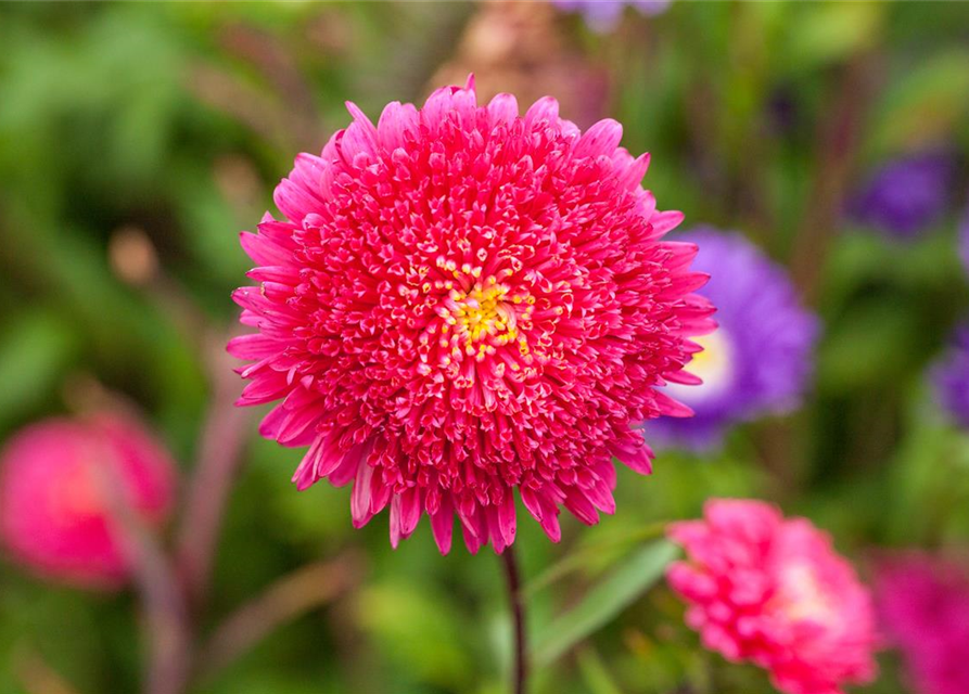 Gartenastersamen 'Prinzess'