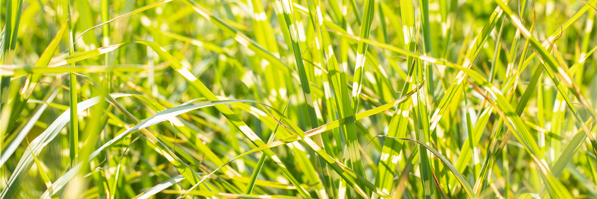 Miscanthus sinensis 'Zebrinus'